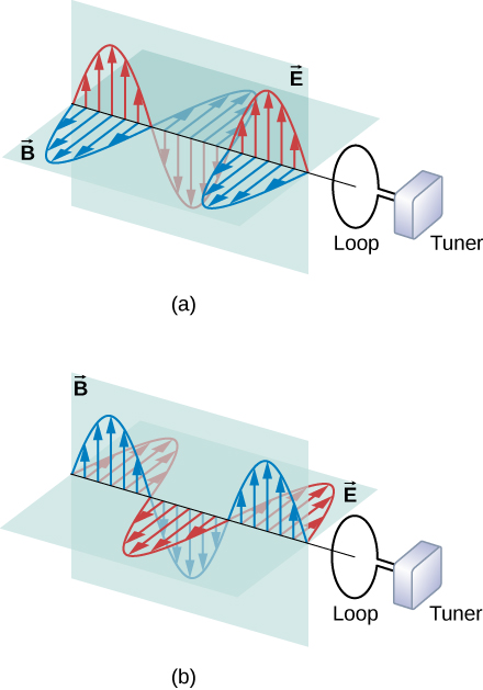 Figures a and b show electromagnetic waves with both electic and magnetic components going through a loop connected to a tuner. In figure a, the electric field is parallel to the loop and the magnetic field is perpendicular. In figure b, the magnetic field is parallel to the loop and the electric field is perpendicular.