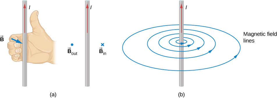 Figure a shows the right hand rule applied to a wire carrying an upward current. The right hand is placed so that the thumb points up, in the direction of the current. The fingers curl around the wire. The magnetic field is out of the page to the left of the current and into the page to the right of the current. Figure b shows the magnetic field lines for the upward current. The field lines form concentric rings that circulate in the same direction as the fingers of the right hand in figure a. The spacing between rings increases with distance from the current.