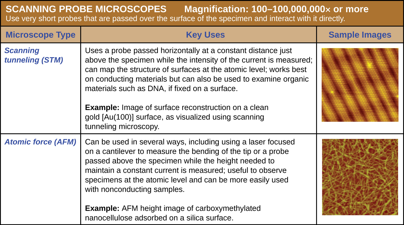 A table of scanning probe microscopes with very sharp probes that are passed over the surface of the specimen and interact with it directly. Magnification: 100–100,000,000x or more. A scanning tunneling microscope (STM) uses a probe passed horizontally at a constant distance just above the specimen while the intensity of the current is measured; can map the structure of surfaces at the atomic level; works best on conducting materials but can also be used to examine organic materials such as DNA if fixed on a surface. The sample image (of a gold surface) shows small circles in repeating rows. Atomic force microscopes (AFM) are used in several ways, including using a laser focused on a cantilever to measure the bending of the tip or a probe passed above the specimen while the height needs to maintain a constant current is measured; useful to observe specimens at the atomic level and can be more easily used with nonconducting samples. The sample image (carboxymethylated nanocellulse absorbed on a silica surface) shows long strands throughout.