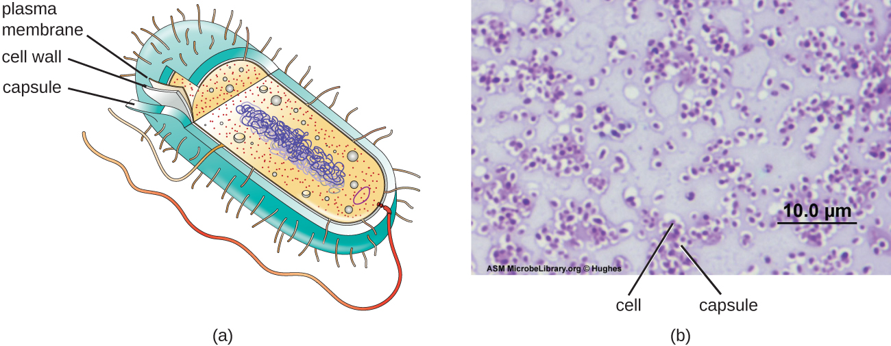 a) A diagram showing the outer structures of bacterial cells. The thick outer layer is labeled capsule. Below that is a thinner cell wall and below that is an even thinner plasma membrane. B) A micrograph showing capsules as clearings outside of red stained cells; the background of the micrograph is a pale pink.