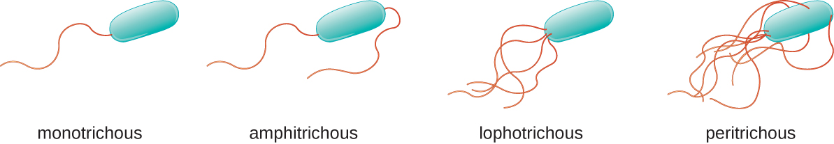 Diagrams of flagellar arrangements. Monotrichous bacteria have a single flagellum at one end. Amphitrichouls bacteria have one flagellum at each end. Lophotrichous bacteria have a tuft of flagella at one end. Peritrichous bacteria have flagella all the way around the outside of the cell.