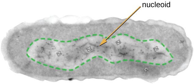 A micrograph of an oval cell with a lighter region in the center of the cell. The lighter region takes up approximately one third of the volume of the cell and is labeled nucleoid.