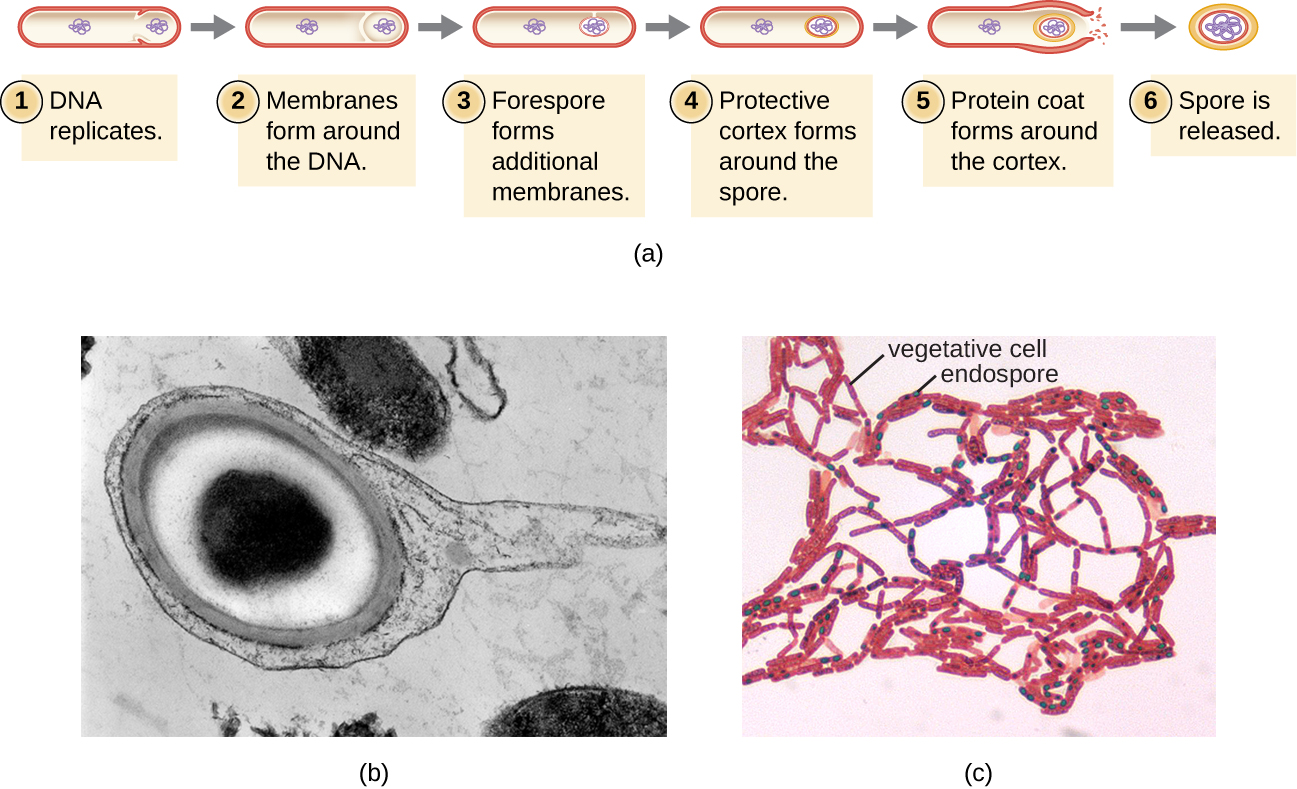 a) A diagram showing the process of sporulation. Step 1 – the DNA replicates. The image shows a rod shaped cell with 2 loops of DNA; one in the center and one towards the end of the cell. Step 2 – Membranes form around the DNA. The drawing shows lines encircling the loop of DNA at the end of the cell. Step 3 – Forespore forms additional membranes. The lines around the loop of DNA are thickened. Step 4 – Protective cortex forms around the spore. The lines around the loop of DNA are thickened even more. Step 5 – protein coat forma around the cortex. The lines around the loop of DNA are thickened even more and the outer cell lyses. Step 6 – the spore is released. A small spherical structure with DNA inside of many thick layers is shown. B) A micrograph of an endospore shows a dark central core inside a lighter region; these are surrounded by thick layers on the outside. C) a micrograph showing red rods in chains; many of the rods have a green dot in their center.