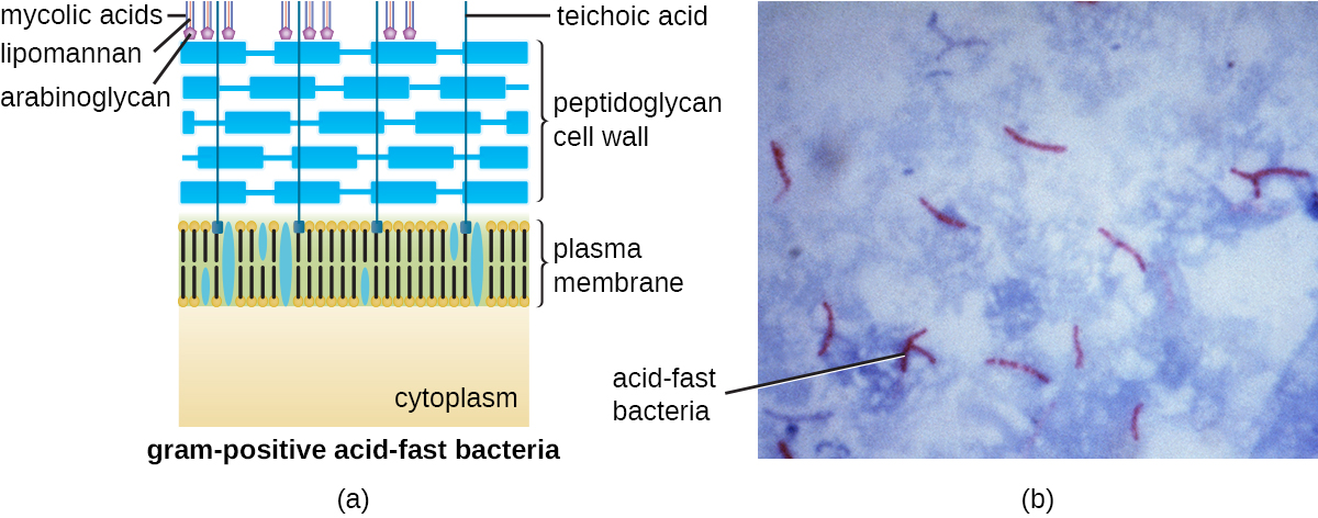 A) A diagram of gram-positive acid-fast bacteria. The plasma membrane is shown on top of the cytoplasm and a thick layer of peptidoglycan makes up the cell wall outside the plasma membrane. Teichoic acids connect the peptidoglycans to the plasma membrane. On top of the peptidoglycans are mycolic acids, lipomannan and arabinoglycans. B) A micrograph of red cells labeled acid fast bacteria.