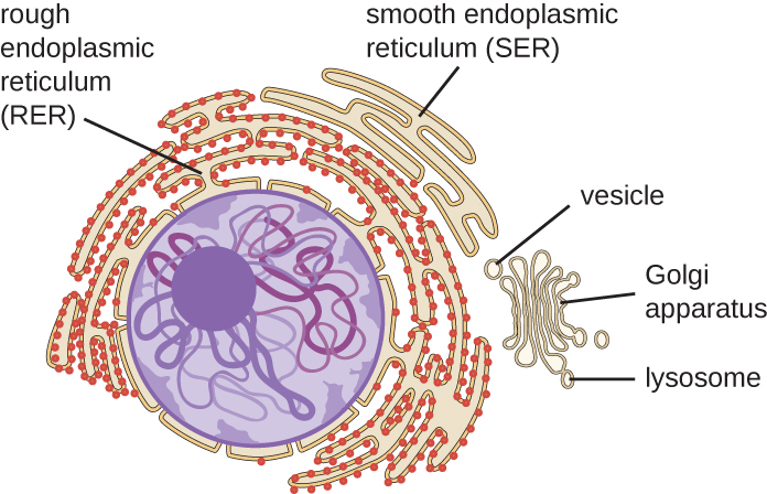 A diagram showing the nucleus. A sphere in the center of the nucleus is labeled nucleolus. Lines within the nucleus are labeled chromatin. The fluid of the nucleus is labeled nucleoplasm. The outer region just inside the nuclear envelope is labeled nuclear lamina. The outside of the nucleus is labeled nuclear envelop and pores in the envelope are labeled nuclear pores.  The nuclear envelope is continuous with and becomes the endoplasmic reticulum; a webbing of membranes outside the nucleus. Regions of the endoplasmic reticulum with dots are labeled rough endoplasmic reticulum (RER) and regions without dots are labeled smooth endoplasmic reticulum (SER). The RER and SER are continuous with each other.