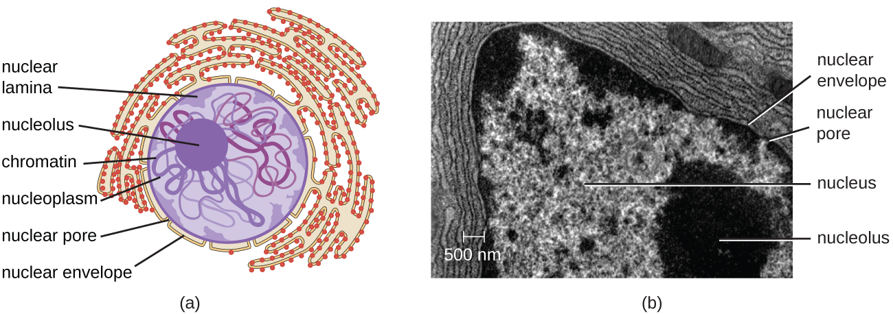 a) A diagram showing the nucleus. A sphere in the center of the nucleus is labeled nucleolus. Lines within the nucleus are labeled chromatin. The fluid of the nucleus is labeled nucleoplasm. The outer region just inside the nuclear envelope is labeled nuclear lamina. The outside of the nucleus is labeled nuclear envelop and pores in the envelope are labeled nuclear pores.  The nuclear envelope is continuous with and becomes the endoplasmic reticulum; a webbing of membranes outside the nucleus. B) A micrograph showing these same structures. The nucleolus is a dark region inside the nucleus which is composed of many lighter lines. The nuclear envelop forms the outside of the nucleus and a pore is seen as a light region in the envelope. Outside the envelope are many lines labeled rough endoplasmic reticulum. A smaller set of lines is labeled mitochondrion overlaying part of the RER.