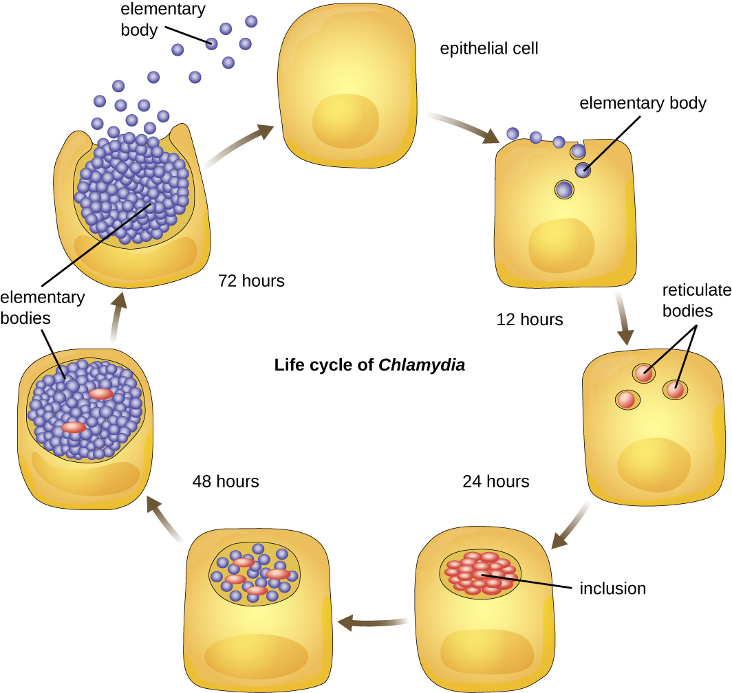 A diagram showing the life cycle of Chlamydia. An epithelial cell is infected by small spheres labeldd elementary bodies. Within 12 hours, these form into reticulate bodies which divide  to form inclusions within 24 hours. Within the inclusions more elementary bodies are formed and within 72 hours these are released when the cell ruptures.