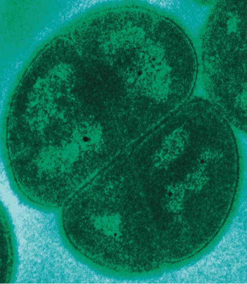 A micrograph of four round cells forming a square.