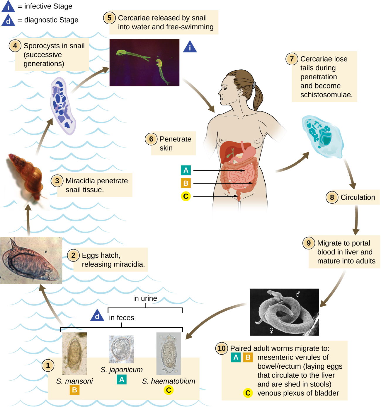 Schistoma mansoni, japonicum, and haematobium are found in feces; S. japonicum and S. haematobium are also found in urine. These can be diagnosed in the water and produce eggs which hatch releasing miracidia. The miracidia penetrate snail tissues and produce sporocysts in the snail (successive generations). The Cercariae released by snail into the water are free flowing and are the infective stage which can penetrate skin. S. mansoni travels to the large intestines, S. japonicum travels to the small intestines, and S. haemotobium travels to the rectum. The cercariae lose their tails during penetration and become schistosomalae. Theese enter circulation and migrate to portal blood in liver and mature into adults. The paired adulted worms migrate to the mesenteric venules of the bowels/rectum (laying egs that circulate to the liver and are shed in stools) – for S. mansoni and S. Japonicum. S. haematobium migrates to the venous plexus of the bladder.