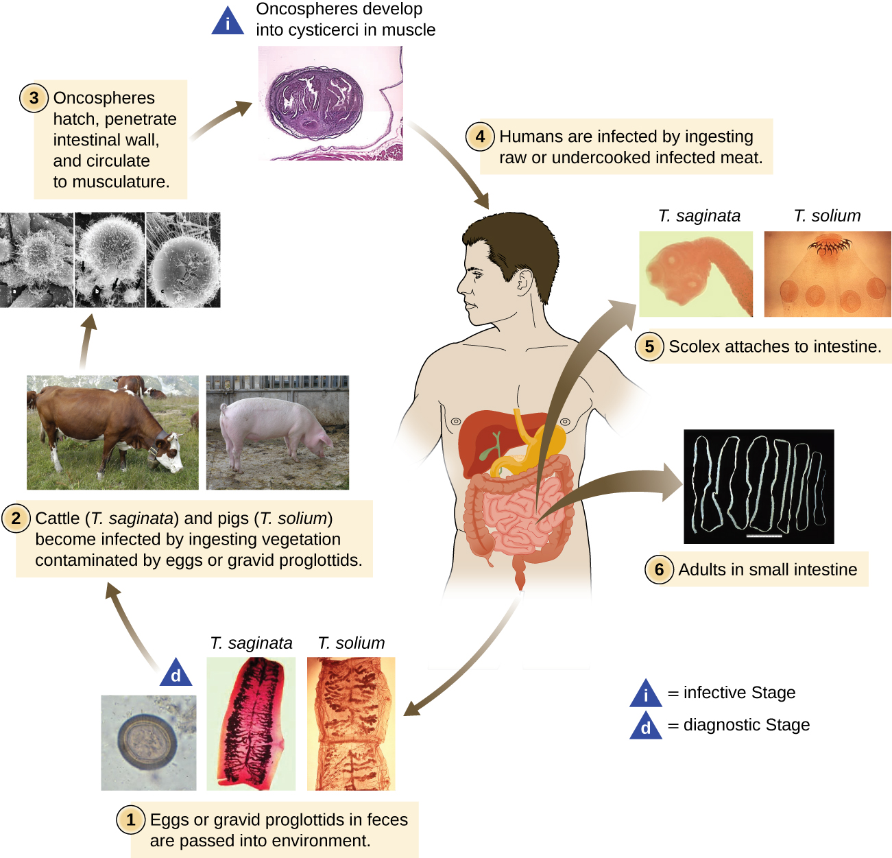 Eggs or gravid proplottidis from an infected individual are passed into the environment; this is the diagnostic stage. Cattle (T. saginata) and pigs (T. solium) become infected by ingesting vegetation contaminated by eggs or gravid proglottids. Oncospheres hatch, penetrating intestinal wall and circulate to musculature. The oncospheres develop into cysticerci in muscles and become infective. Humans are infected by ingesting raw or undercooked infected meat. The scolex attaches to intestine and adults are found in the small intestine.