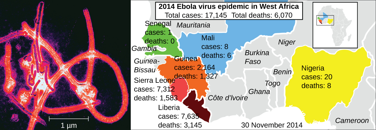 The electron micrograph shows linear viruses wrapped into a delta-shaped structure. The map shows 2014 Ebola epidemics in West Africa. There were 17,124 total cases and 6.070 total deaths. Senegal had 1 case and no deaths. Mali had 8 cases and 6 deaths. Guinea had 2, 164 cases and 11,326 deaths, Sierra Leone had 7,312 cases and 1,583 deaths, Liberia had 7,635 cases and 3,145 deaths. Nigeria had 20 cases and 8 deaths.