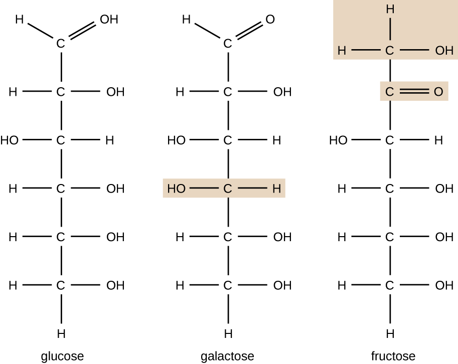 The chemical formula for galactose is 6 Cs in a chain. The top C has a double bonded O, the next C has an OH on the right, the next 2 Cs have OHs on the left, and the last 2 Cs have OHs on the right. The chemical formula for fructose also has 6 Cs in a chain. The top C has an OH on the right. The next C has a double bonded O to the right. The next C has an OH to the left. The last 3 Cs have OHs to the right. All other bonds on both of these molecules are to Hs.