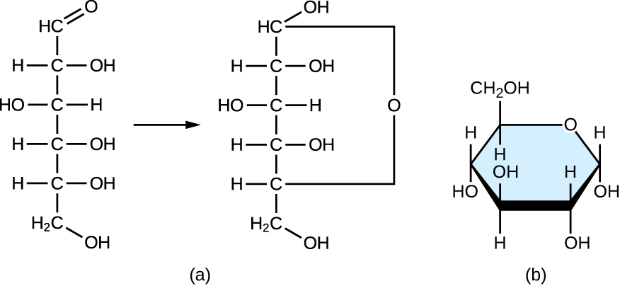 a) a diagram showing how a linear carbohydrate forms a ring. Glucose has 6 carbons; Carbon 1 has a double bonded O. Carbon 5 has an OH group. After the ring forms, Carbon 1 is attached to the O with a single bond and this O is now also attached to carbon 5. B) shows the final structure which is a hexagon shape. The top right corner is an O, the next 5 corners are Cs and the C at the top left is attached to another C that projects upward from the ring.