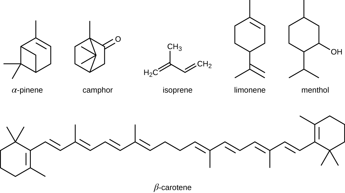 Alpha-pinene is a carbon ring with added carbon projections. Camphor is a carbon ring with added carbon projections and a double bonded oxygen on one carbon. Isophrene is a 4 carbon chain with another carbon attached to carbon 2. Limonene is a carbon ring with a carbon attached to on one end and another carbon attached to the other end; this carbon has 2 carbons attached to it. Menthol i s a carbon ring with a carbon attached to on one end and another carbon attached to the other end; this carbon has 2 carbons attached to it. One more carbon corner has an OH group. Beta-carotene is two carbon rings attached by a long carbon chain.