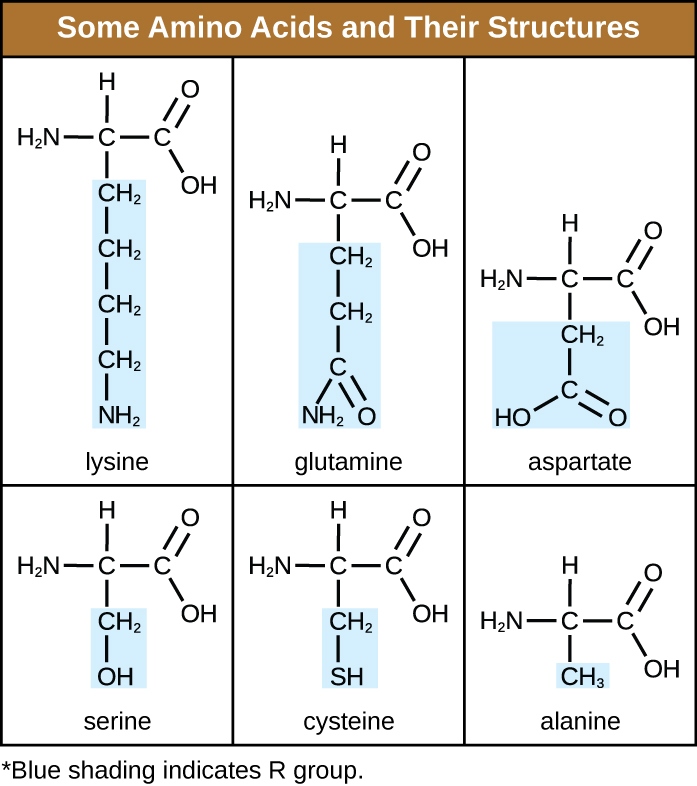 A table titled some amino acids and their structures; 3 columns: amino acid, R group, structure.  Alanine has an R group of CH3. Its structure is a C attached to a COO-, an H, a NH3, and a CH3. Serine has an R group of CH2OH. Its structure is a C attached to a COO-, an H, a NH3, and a CH2OH. Lysine has an R group of (CH2)4NH3+.  Its structure is a C attached to a COO-, an H, a NH3, and a (CH2)4NH3+. Aspartate has an R group of CH2COO. Its structure is a C attached to a COO-, an H, a NH3, and a CH2COO.  Cysteine has an R group of CH2SH. Its structure is a C attached to a COO-, an H, a NH3, and a CH2SH.