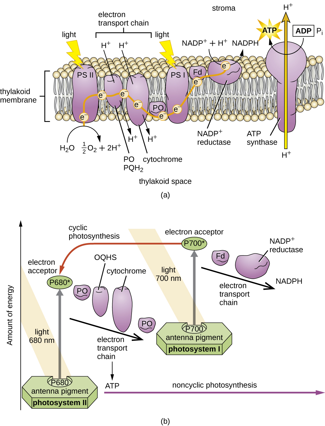 a) Drawing of a thylakoid membrane with proteins. Light strikes PS II which breaks water into ½ O2, 2 H+ and an electron. The electron moves to PO, PQH2, cytochrome, PO, and then to PSI. This is an electron transport chain and as the electron moves, H+ is pumped from the stroma to the thylakoid space. Light Strikes PSI and the electron is excited again; it is then moved to FD and then NADP+ reductase. This produces NADPH from NADP+ and H+. Protons from the inner thylakoid space move out to the stroma through ATP synthase which produces ATP. B) the same diagram but in a graphical format with amount of energy on the Y axis. PSII has an antenna pigment and P680 which absorbs light at 680 nm. This excites the electron (moves it up in the graph). The electron then decreases in energy as it moves from PO to OQHS, to cytochrome, to PO and then to PS I. Light at 700 nm strikes P700 and the electron is excited again. The electron then decreases in energy as it moves from FD to NADP+ reductase to NADPH. Moving from PSII to NADPH is non-cyclic photosynthesis. Cyclic photosynthesis is when the electron moves from PSI back to PS II.