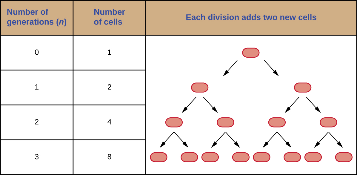 In generation 0 there is 1 cell. In generation 1 there are 2 cells. In generation 2 there are 4 cells. In generation 3 there are 8 cells.