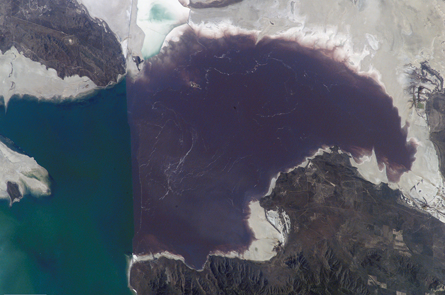 A photo of a lake with purple and green regions.