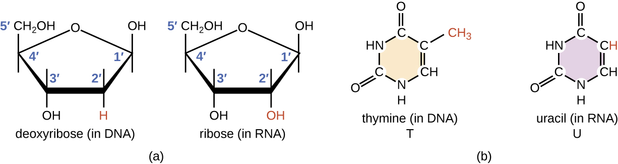 a) diagrams of ribose (in RNA) and deoxyribose (in DNA). Both have a pentagon shape with Oxygen at the top point of the pentagon. Both have an OH at carbon 1 and 3 and a CH2OH at carbon 4 (this last carbon is carbon 5). The difference is that ribose has an OH at carbon 2 and deoxyribose has an H at carbon 2. B) diagrams of thymine (T in DNA) and Uracil (U in RNA). Both have a single hexagon ring containing carbons and nitrogens. Both have a double bound O at the top carbon, and the bottom left carbon. The difference is that the top right carbon has an H in uracil and a CH3 in thymine.