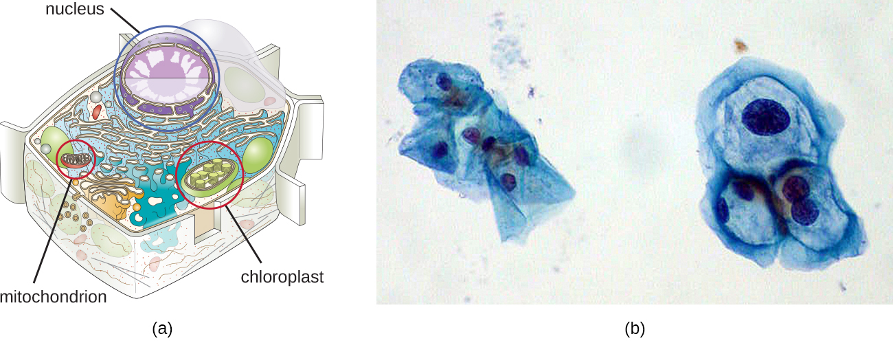 A drawing of a cell. the cell has a large sphere labeled nucleus, smaller ovals labeled mitochondria and small green ovals labeled chloroplasts.