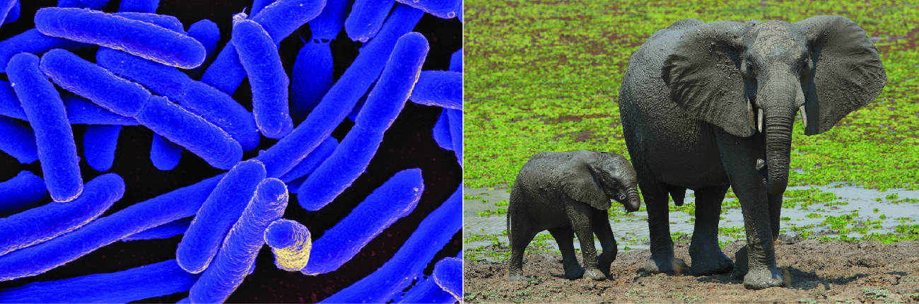 Micrograph of rod shaped cell. Photo of elephants.