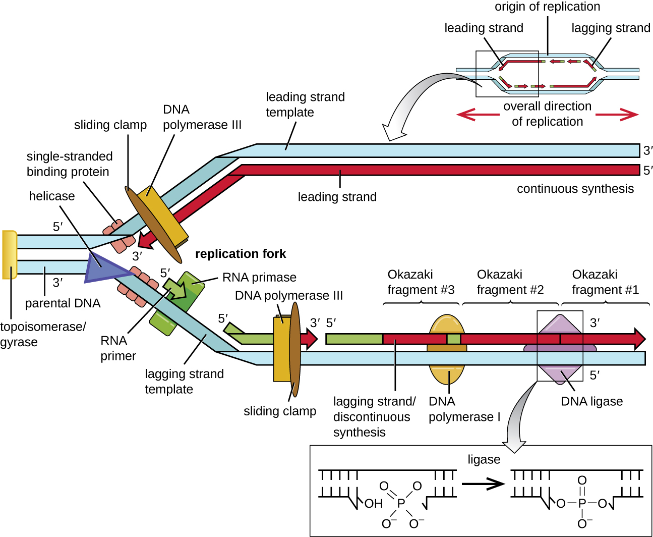 Diagram of DNA replication. A small inset at the top shows a double strand of DNA separated in the center forming a bubble; the DNA is double stranded on either side of the bubble. The origin of replication is in the midway point of the bubble. On the top strand a solid arrow points to the left from the origin; this is the leading strand. On the right of the origin of replication are short arrows pointing to the left; this is the lagging strand. On the bottom strand a solid arrow pointing to the right from the origin is labeled leading strand and short arrows pointing to the right on the other side of the origin are labeled lagging strands. A larger image shows just the left half of the bubble. The double stranded DNA is no the far left and is labeled 5’ for the top strand and 3’ for the bottom strand. An enzyme to the very far left I is labeled topoisomerase/gyrase. At the point where the double stranded regions splits is a triangle shape labeled helicase. Next to that are smaller shapes labeled single-stranded binding proteins. The top strand shows continuous synthesis of the leading strand; this is shown as a solid arrow under the top strand. The arrow has a 5’ at the right end and a 3’ at the left end. The template strand at the top has a 3’ at the right and a 5’ at the left. At the end of the arrow (near where the DNA is newly being separated by the helicase) is DNA polymerase 3 and a sliding clamp that span both strands. The bottom strand of DNA has more components. Just after the single stranded binding proteins is RNA primase which attaches RNA primer (shown as a green arrow). Further down the lagging strand template is an existing RNA primer with DNA polymerase III and a sliding clamp spanning primer and the template strand. The polymerase is building a new strand of DNA from the left side (5’) to the right side (3’). Further to the right is a long piece made of RNA primer, then new DNA, then RNA primer, then new DNA all connected. Each of the DNA/RNA combinations are okazaki fragments made in the discontinuous synthesis of the lagging strand. DNA polymerase I is attached to the RNA primer in the center and is replacing it with DNA nucleotides. DNA ligase then binds the individual strands of new DNA together. This is shown in a close-up as two double helices that have all the correct letters in place, but one is missing a connection between two of the nucleotides (this is called a single-stranded gap). DNA ligase forms this last bond and the gap is sealed.