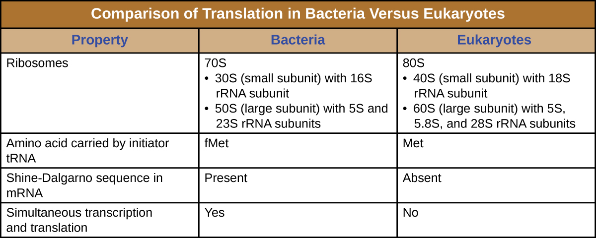 Table titled: Comparison of Translation in Bacteria Versus Eukaryotes. Bacteria have 70s ribosomes made of a 30s (small subunit) with 16SrRNA subunit and a 50S (large subunit) with 5S and 23S rRNA subunits. Eukaryotic ribosomes are 80S with 40s (small subunit) with 18s rRNA subunit and 60S (large subunit) with 5S, 5.8S, and 28S rRNA subunits. The amino acid carried by the initiator tRNA is fMet for bacteria and Met for Eukaryotes. Bacteria have a Shine-Delgarno sequence in their mRNA while Eukaryotes do not. Transcription and translation is simultaneous in bacteria but not in eukaryotes.