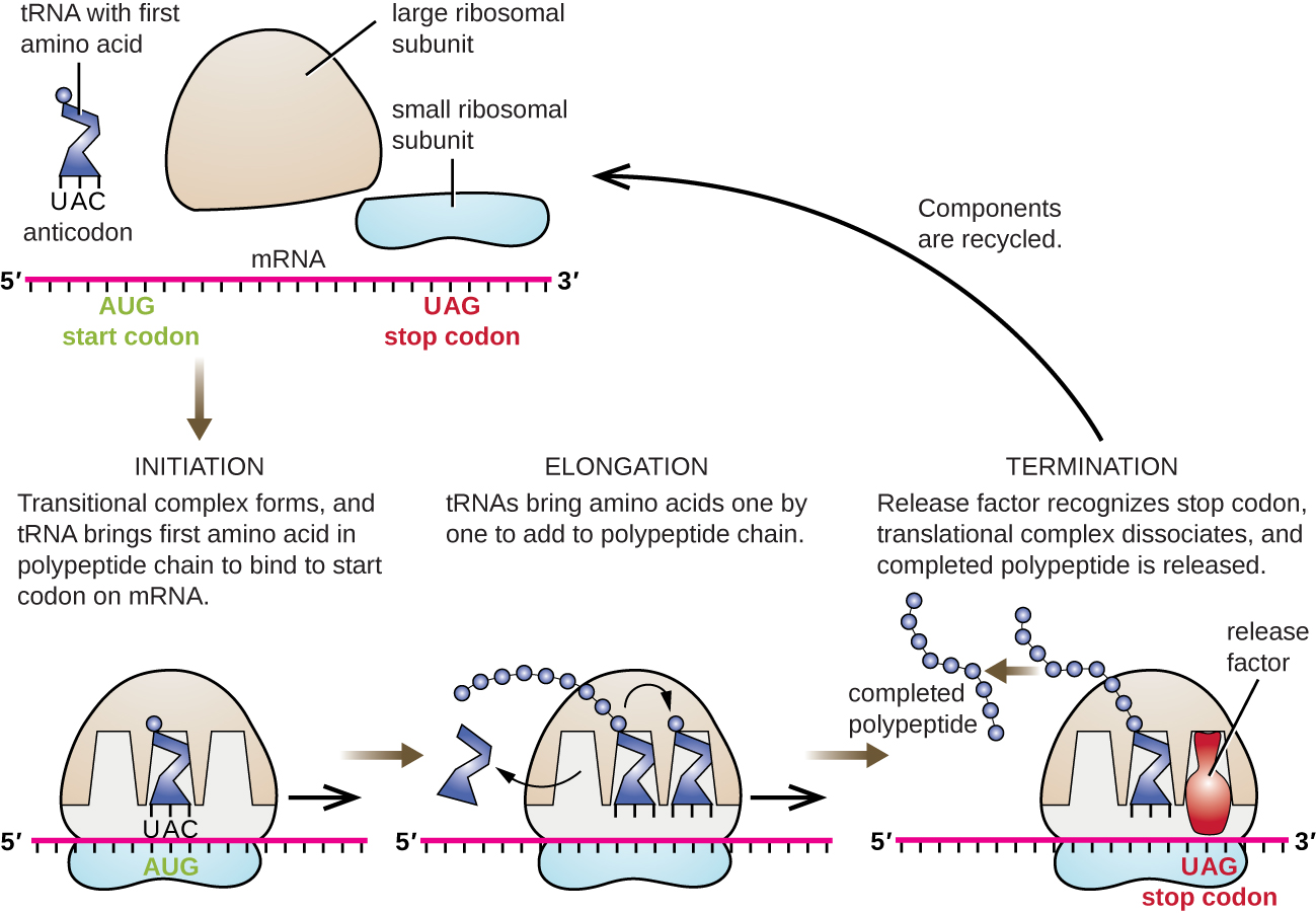 Diagram showing translation. At the start codon of the mRNA (AUG) the following attach: a tRNA with the anticodon UAC and containing the first amino acid, the large ribosomal subunit (a dome) and the small ribosomal subunit (a flat oval). During initiation, translational complex forms, and tRNA brings the first amino acid in polypeptide chain to bind to start codon om mRNA. At this point the tRNA is attached to the middle binding site (P) of the ribosome. The 3 sites from left to right are E, P, A. During elongation, tRNAs bring amino acids one by one to add to polypeptide chain. In the diagram, a tRNA with a long chain of circles is in the P site, a tRNA with a single circle is in the A site, and a tRNA without any circles is leaving from the E site. During termination, release factor recognizes stop codon, translational complex dissociates, and complete polypeptide is released. In the diagram a tRNA with a long strand is attached to the P site and a release factor (red shape) is attached to the stop codon in the mRNA which is now under the A site. Next the completed polypeptide leaves and all the other components dissociate from each other.