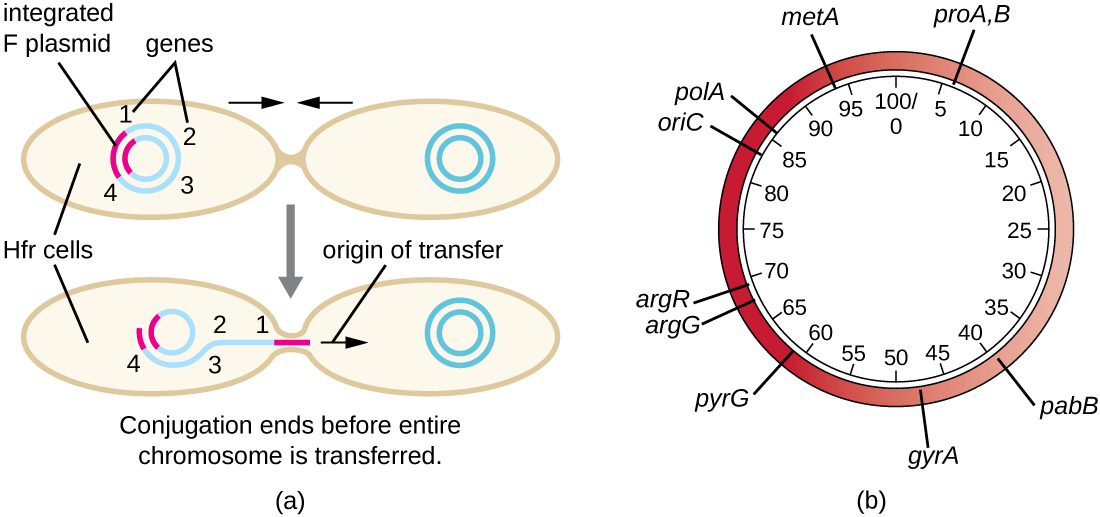 Consequences and applications of conjugation By OpenStax (Page 5/10) | Jobilize Consequences and applications of conjugation By OpenStax (Page 5/10) | Jobilize