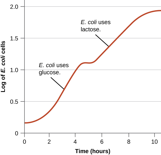 Graph with time (hours) on the X axis and Log of E. coli cells on the Y axis. For the first hour the graph is relatively flat but then becomes quite steep for the next 3 hours. The graph increases from 0.3 to 1 in 3 hours. This part of the graph is labeled E. coli uses glucose. The next part of the graph begins with another flat region of about an hout and then there is another increase. This increase goes from 1.2 to 1.9 in 4 hours. This part of the graph is labeled E. coli uses lactose.