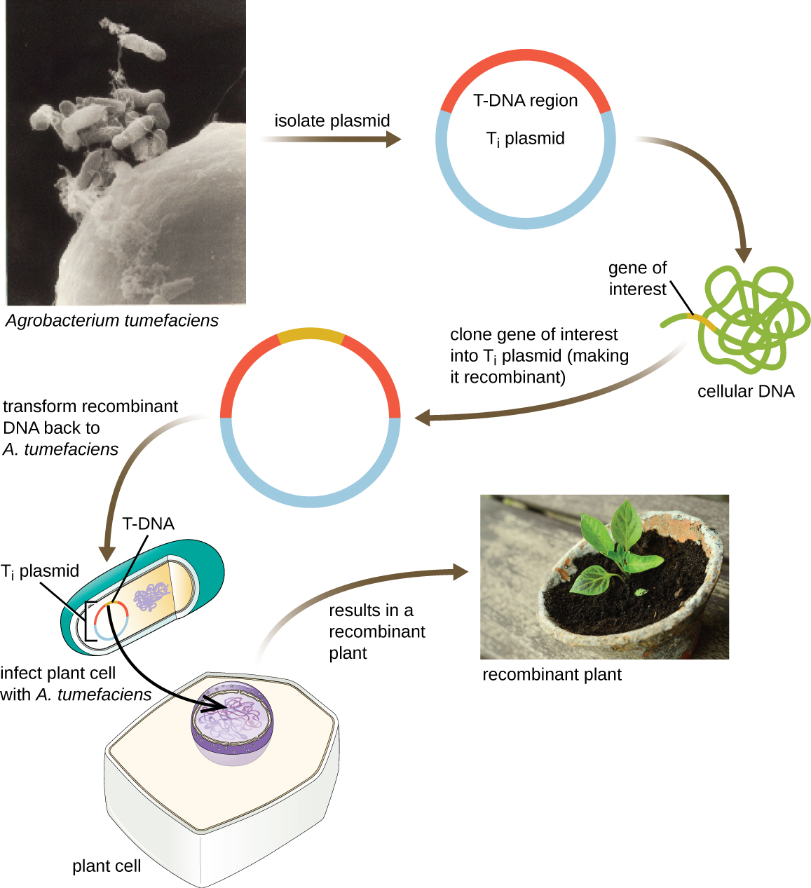 A diagram of transformation of a plant cell using the Ti plasmid. A micrograph of rod shaped cells labeled Agrobacterium tumefaciens. Plasmids are isolated from these cells. The plasmid (Ti plasmid) has a region labeled T-DNA region. A gene of interest from the cellular DNA is inseted into the T-DNA region. The transformed recombinant DNA is the returned back to A. tumefaciens. The bacterium then infects the plant cell. This inserts the gene of interest and resuts in a recombinant plant.