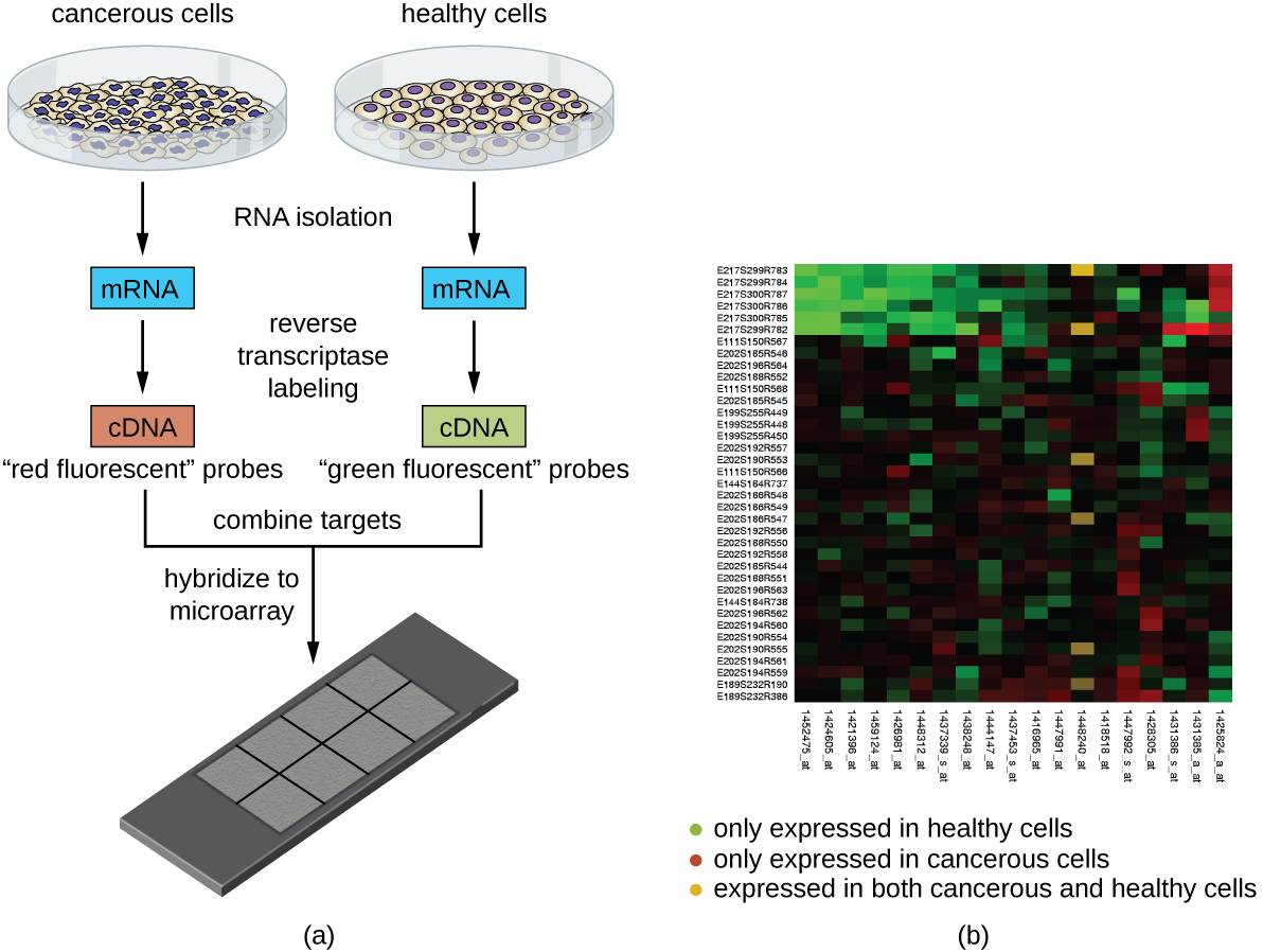 a) A diagram of a microarray. First two different cells are grown in culture – in this case cancerous and healthy cells. Then RNA is isolated from each culture. Then reverse transciptase labeling produces cDNA with either a red fluorescent probe or a green fluorescent probe. In this case the cDNA from the cancerous cells is produced using red fluorescent probes and the cDNA from healthy cells is produced using green fluorescent probes. These are then hybridized onto a microarray – which looks like a glass slide with many etchings. B) The result on a computer compares all the genes that are active in the cells. Green regions indicate genes that are only expressed in heathy cells, red regions indicate genes that are only expressed in cancerous cells, yellow regions indicate genes that are expressed in both cancerous and healthy cells, and black regions indicate genes that are not expressed in either cell type.