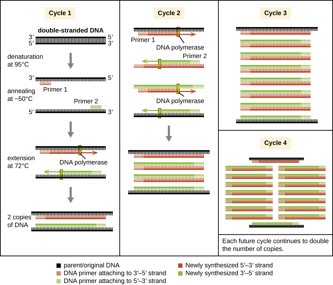 A diagram of PCR. In cycle 1 a double stranded piece of DNA is denatured (split into 2 single strands) at 95C. Primers (short pieces of single stranded DNA) bind (anneal) to the longer strand at ~50C. DNA polymerase then binds to the primers and copies the longer strand; this is extension and occurs at 72C. This produces 2 copies of the original DNA. This repeats in cycle 2 to produce 4 copies. Cycle 3 produces 8 copies; cycle 4 produces 16; and each future cycle continues to double the number of copies.