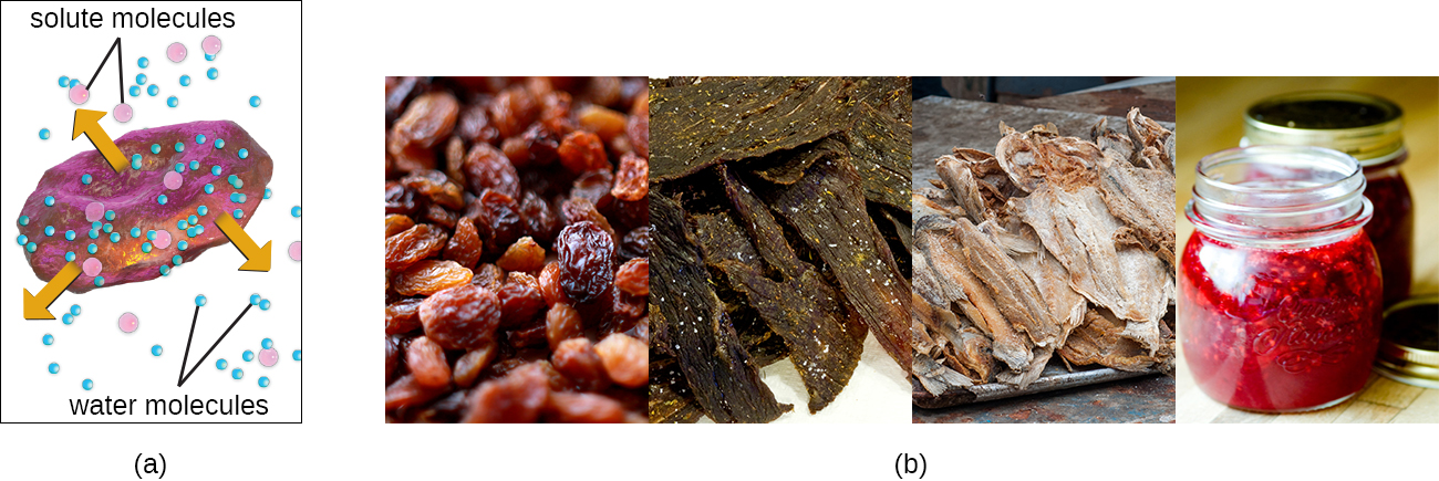 a) A drawing showing water leaving the cell and the cell shriveling. B) photos of raisins, beef jerky, salted fish, and jam.