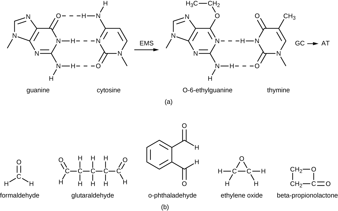 a) Guanine has 2 carbon and nitrogen rings. If the hydrogen atoms are changed to alkyl groups, the guanine bonds to thymine. B) formeldahyde has 1 carbon, glutaraldehyde has 5 carbons, o-phthalaldehyde has a carbon ring with 2 carbons off the ring, ethylelene oxide has 2 carbons and an oxygen forming a triange. Beta-propionolactone has 3 carbons and an oxygen forming a square.