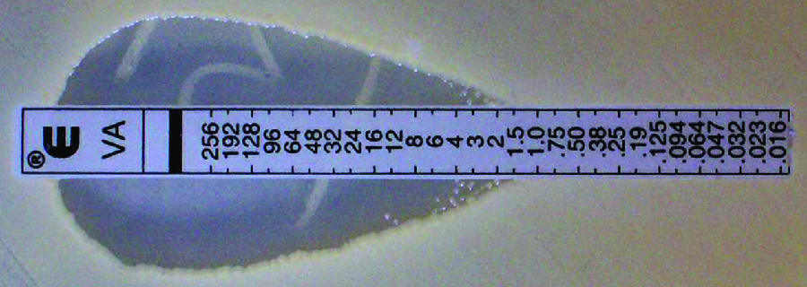 A strip with numbers on a lawn of bacteria. The top of the strip has the highest concentration; the bottom has the lowest. Bacteria are able to grow at anything below 1.5 micrograms per mL