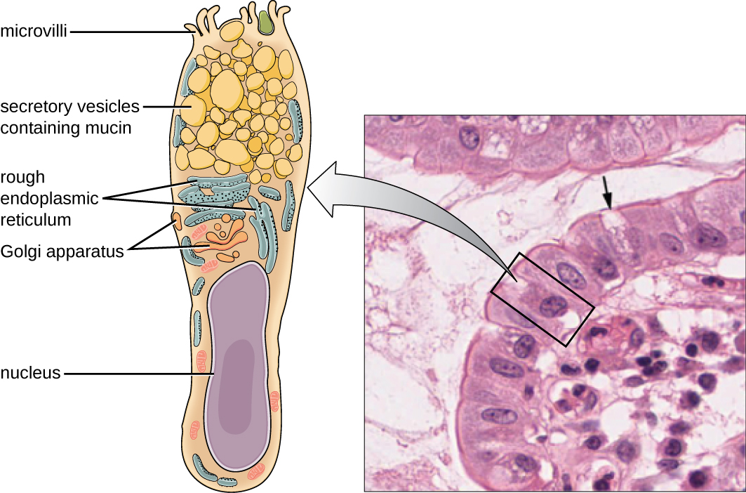 Figure a is a diagram of a single goblet cell. Cell is tall and slightly hour-glass shaped. The bottom of the cell is filled with a nucleus. The top shows the Golgi apparatus (folds of membranes), rough endoplasmic reticulum (folds of membranes with dots), secretory vesicles containing mucin (large bubbles), and microvilli (finger-like projections at the top). Figure b is a micrograph of two goblet cells within a row of epithelial cells. The epithelial cells are rectangular with a large nucleus visible. The goblet cells are thinner and have a clear (uncolored) top.