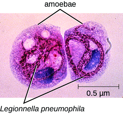 A micrograph of two circular cells next to each other. The label “amoebae” points to the exterior of both cells and the label “Legionnella pneumophila” points to parts within. A scale bar indicates that the diameter of each cell is approximately half a micrometer