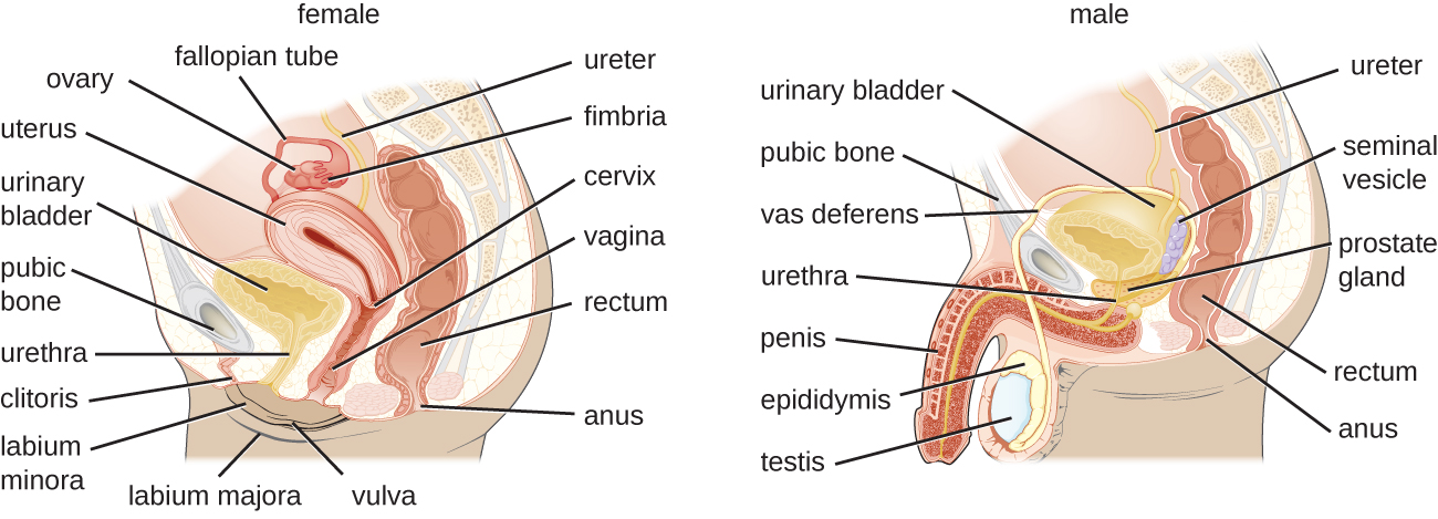 A longitudinal section of the female reproductive and urinary systems. A tube labeled ureter leads to the urinary bladder which leads to the urethra. The urinary bladder sits just internal to the pubic bone. Just above and behind the urinary bladder is the uterus (an oval shaped structure with a thick wall). Above the uterus is a tube labeled fallopian tube which connects to a small oval ovary. The opening in the uterus is the cervix which leads to the vagina. Behhind this is the rectum which leads to the anus. The external flaps of skin are labeled labium minora and majora. A longitudinal section of the male reproductive and urinary system. A tube at the top is labeled ureter which connects to the urinary bladder, which sits just behind the pubic bone. The bladder leads to a long tube labeled urethra which is in the center of the penis. The vas deferens also feeds into the urethra. The testis has a structure on the top called epididymis which becomes the vas deferens. The seminal vesicles connect to the vas deferens just before it goes through the prostate gland (a structure just below the urinary bladder). The vas deferens connects to the urethra after it passes through the prostate gland.  The rectum and anus are behind all of these structures.