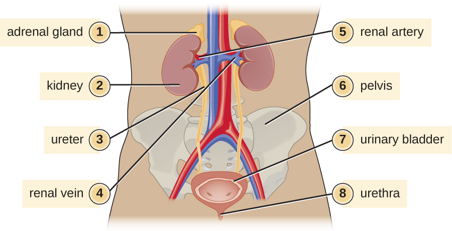 A diagram of the urinary system. The adrenal glands (1) sit on top of the kidneys (2) which are in the lower back. The ureter (3) connects the kidney to the urinary bladder (7) which sits at the base of the pelvis (5). The urethra (8) is a tube from the bladder out of the body. The renal vein (4) and renal artery (5) connect the kidneys to the abdominal aorta and inferior vena cava.