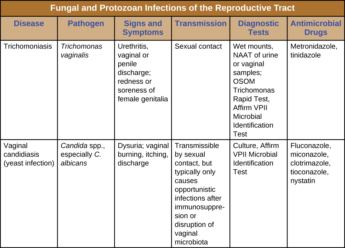 Table titled: Fungal and Protozoan Infections of the Reproductive Tract. Columns: Disease, Pathogen, Signs and Symptoms, Transmission, Diagnostic Tests, Antimicrobial Drugs. Disease – Trichomoniasis; Trichomonas vaginalis; Urethritis, vaginal or penile discharge; redness or soreness of female genitalia; Sexual contact; Wet mounts, NAAT of urine or vaginal samples; OSOM Trichomonas Rapid Test, Affirm; VPII Microbial Identification Test; Metronidazole, tinidazole. Disease - Vaginal candidiasis (yeast infection); Candida spp., especially C. albicans; Dysuria; vaginal burning, itching, discharge; Transmissible by sexual contact, but typically only causes opportunistic infections after immunosuppresion or disruption of vaginal microbiota; Culture, Affirm VPII Microbial Identification Test Fluconazole, miconazole, clotrimazole, tioconazole, nystatin.