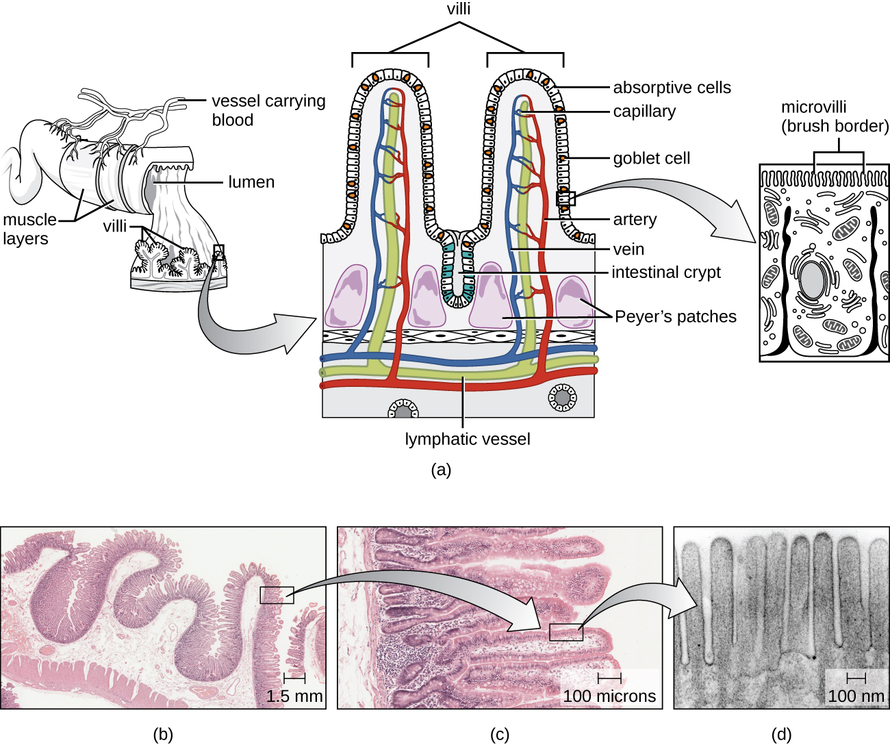 The small intestines with increasing magnification. A) is a diagram and b), c), and d) are micrographs of each magnification. The micrograph of the larges magnification shows a pink region on the bottom with a deeply waved darker pink region at the surface; the top of the image is clear. There are some darker patches in the bottom layer labeled Peyer’s patches. The diagram sows a tube lined with three layers of muscle; blood vessels connected to the outside of the tube. A cutout of the tube shows circular folds along the diameter of the tube. These folds contain deeply lobed villi. The empty space in the tube is labeled lumen. The next layer of magnification is one of the vili. The micrograph is filled with pink layers folding back and forth. The diagram shows two folds. The surface of the fold is covered with absorptive cells and some goblet cells. Between the folds is further indent labeled intestinal crypt. Inside the folds are capillaries, arteries, and lymphatic vesicles. At the very bottom of the structure (below the blood and lymph vessels, are a few duodenal glands. The final close-up shows finger-shapes in a row on the surface of a cell. These are labeled microvilli (brush border) on the diagram.