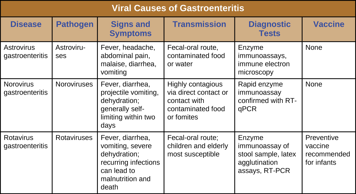 Table titled: Viral Causes of Gastroenteritis. Disease, Pathogen, Signs and Symptoms, Transmission, Diagnostic Tests, Vaccine. Astrovirus gastroenteritis Astroviruses; Fever, headache, abdominal pain, malaise, diarrhea, vomiting; Fecal-oral route, contaminated food or water Enzyme immunoassays, immune electron microscopy; None. Norovirus gastroenteritis; Noroviruses; Fever, diarrhea, projectile vomiting, dehydration; generally self-limiting within two days; Highly contagious via direct contact or contact with contaminated food or fomites Rapid enzyme immunoassay confirmed with RT-qPCR; None. Rotavirus gastroenteritis; Rotaviruses; Fever, diarrhea, vomiting, severe dehydration; recurring infections can lead to malnutrition and death Fecal-oral route; children and elderly most susceptible; Enzyme immunoassay of stool sample, latex agglutination assays, RT-PCR; Preventive vaccine recommended for infants.