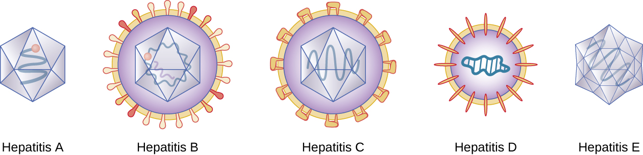 Hepatitis A is a polyhedron with a single strand inside. Hepatitis B is a polyhedron with 2 strands inside and a layer outside with bulb-shaped studs in it. Hepatitis C is a polyhedron with a single strand inside and a layer outside that has studs rectangular studs. Hepatitis D is a sphere with a wavy circle in the center and an outer layer with oval studs. Hepatitis E is a more complex polyhedron with a single strand inside.