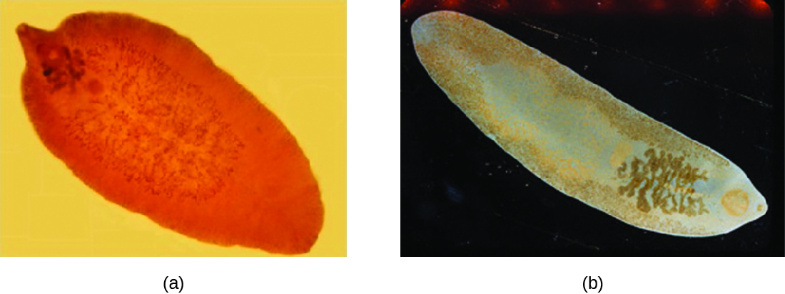 a) an oval organism with lines in the center and a small projection at one end. B) an oval organism with lines throughout and a small projection at one end.