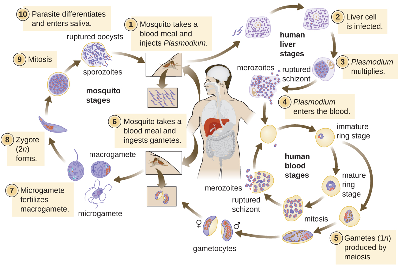 Life cycle of Plasmodium. [Human Liver Stages] 1 – Mosquito take a blood meal and injects Plasmodium into a human. 2 – Plasmodium infects liver cell. 3 – Plasmodium multiplies in liver cell. [Human Blood Stages] 4 – Plasmodium enters blood. An immature ring stage looks like a signet ring in a red blood cell. This becomes a mature ring stage and undergoes mitosis to produce schizonts which are released by rupturing the red blood cells. 5 – Gametes (1n) produced by meiosis. [Mosquito Stages] 6  - Moquito takes a blood meal and ingests gametes. 7 – Microgametes fertilizes macrogamete. 8 – Zygote (2n) forms. 9 – Zygote undergoes mitosis. 10 – Parasite differentiates and enters the saliva of the mosquito.