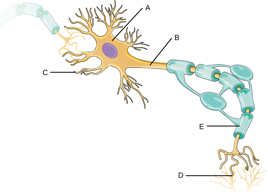 Drawing of a neuron. The large round regions with a darker purple circle is A. Short projections from A are G. A long projection from A is B. This is wrapped in structure E and has gaps labeled F. E is made from C. The end of the long projection is D.