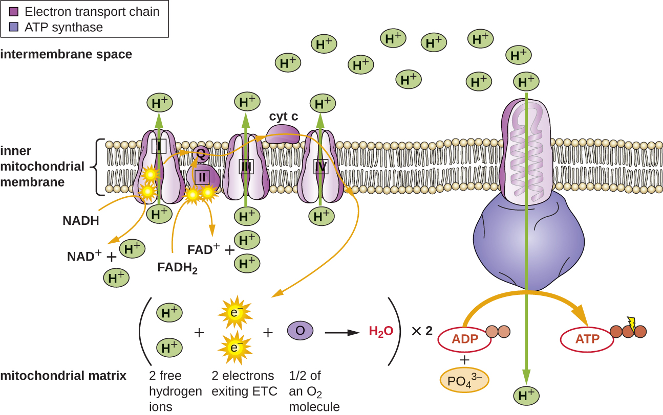 The inner membrane of the mitochondria is shown. On the membrane are a series of proteins in a row and a large protein off to one side. In the inner mitochondrial matrix is the overall equation showing 2 free hydrogen ions + 2 electrons exiting ETC + ½ of an O2 molecule produce water. This happens twice. The diagram shows 2 electrons on the first protein in the chain. These electrons come from the splitting of NADH to NAD+. The electrons are then moved to the next protein in the chain, and down the line of 5 proteins in the electron transport chain. Electrons can also be added to the chain on the second protein from the splitting of FADH2 into FAD+. As the electrons are passed through proteins 1, 3, and 5 protons (H+) are pumped across the membrane. These protons can then flow back to the mitochondrial matrix through ATP synthase. As they flow through ATP synthase, they allow for the production of ATP from ADP and PO4,3-.