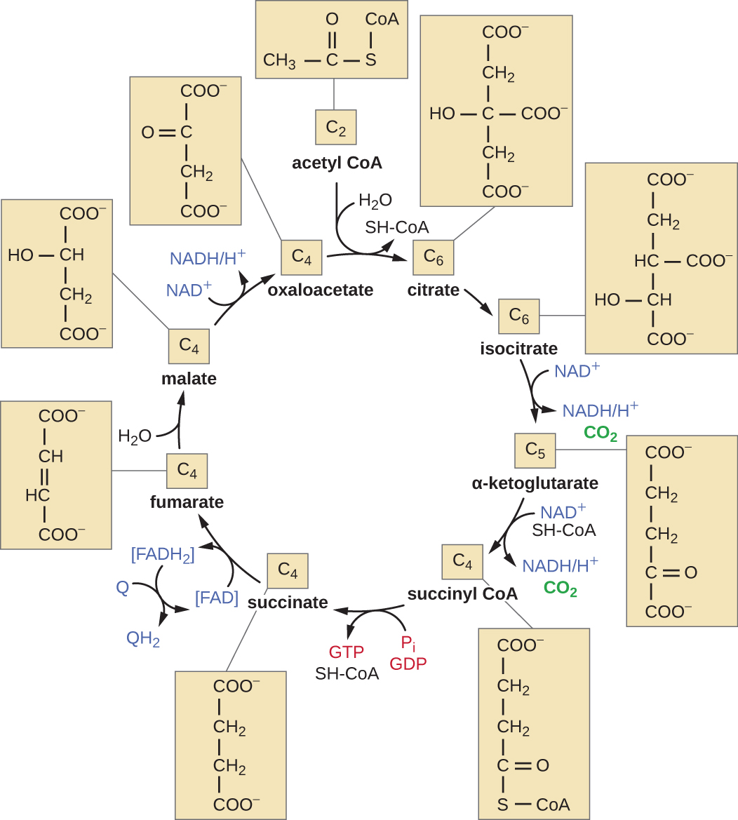 Acetyl CoA is a 2 carbon molecule with an “S-CoA” attached to one of the carbons. This enters the cycle and is bound to oxaloacetate (a 4 carbon molecule) to form citrate (a 6 carbon molecule). This step also removes the SH=CoA and uses water. Citrate is then converted to isocitrate when an OH group is moved from carbon 3 to carbon 4. Isocitrate is then converted to alpha-ketoglutarate when one of the carbons is removed. This produces a CO2 and an NADH.H+ from NAD+. Alpha-ketoglutarate is then converted to succinyl-CoA by the addition of an S-CoA and the removal of a carbon. This process produces a CO2, and uses an SH-CoA. This process also produces an NADH/H+ from NAD+. Succinyl coA is then conveted to succinate by the removal of the SH-CoA. This process produces a GTP from GDP and Pi. Succinate is converted to fumarate by removing 2 hydrogens in double bonding the middle 2 carbons. This also produces FADH2 from FAD. The FADH2 can then be converted back to FAD,w hich produces QH2 from Q. Fumarate is converted to malate by the addition of water; this breaks the double bonds. Malate is converted to oxaloacetate by removing a hydrogen from the oxygen on carbon 2 and thereby forming a double bond between the oxygen and carbon. This also produces NADH/H+ from NAD+. This completes the cycle until another acetyl-CoA enters.