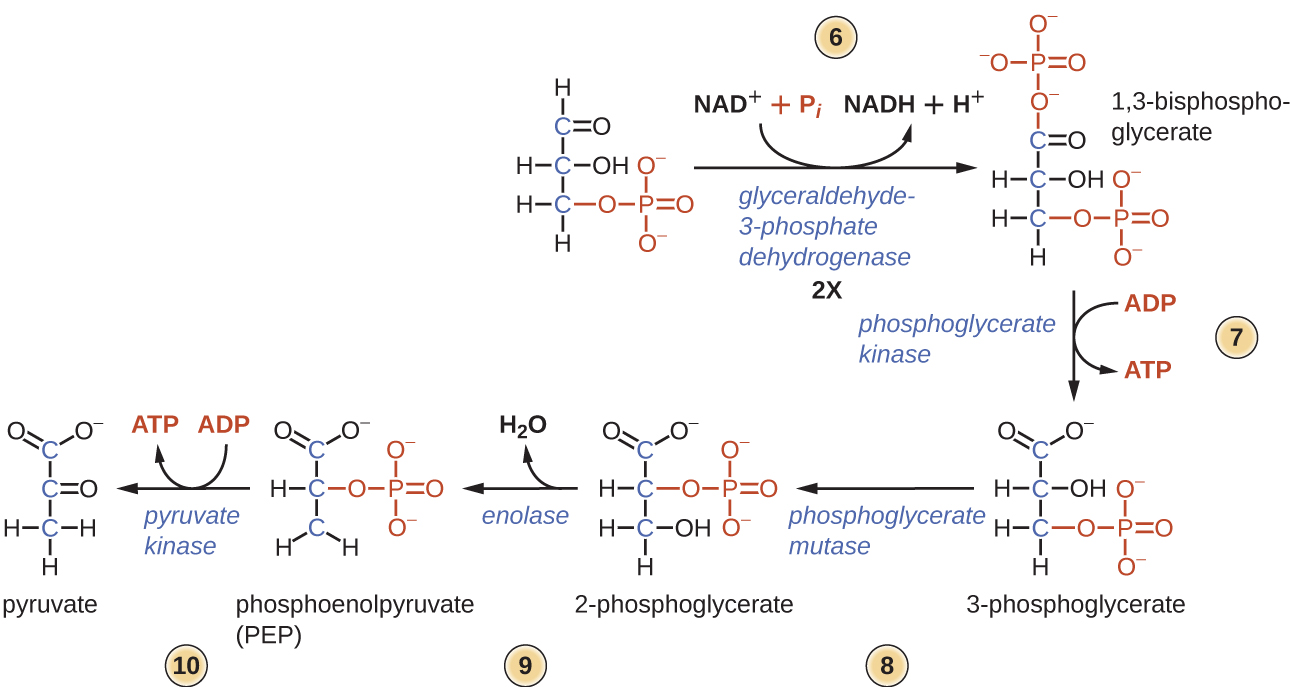 Diagram of the second half of glycolysis. All of the following steps happen twice. Step 6: Glyceraldehyde 3-phosphate dehydrogenase converts glyceraldehyde 3-phosphate (a 3 carbon molecule with a double bonded oxygen at carbon 1 and a phosphate at carbon 3) to 1,3-bisphosphoglycerate (a molecule with phopshates on carbons 1 and 3). The phosphate added is an inorganic phosphate (pi) and this process also requires the conversion of NAD+ to NADH and H+. Step 7: Phosphoglycerate kinase removes a phosphate from 1,3-bisphosphoglycerate and adds it to ADP to produce ATP and 3-phosphoglycerate (a molecule with a phosphate group at carbon 3 and a carboxyl group at carbon 1). Step 8: Phosphoglycerate mutase converts 3-phosphoglycerate to 2-phosphoglycerate which has a carboxyl on carbon 1, a phosphate group on carbon 2, and an OH on carbon 3. Step 9: Enolase converts 2-phosphoglycerate to phosphoenolpyruvate (PEP) by removing the oxygen from carbon 3 (and producing water). Step 10: Pyruvate kinase converts PEP to pyruvate by removing the phosphate group and adding it to ADP to produce ATP. Pyruvate is a 3 carbon molecule with a carboxyl on carbon 1 and a double bound oxygen on carbon 2.